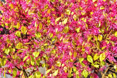 Yaz parlak mor bahar çiçekleri yeşil yaprakları ile görünümüne