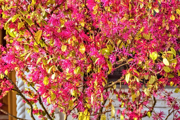 Vue de la lumière du jour aux fleurs printanières violet vif avec des feuilles vertes — Photo