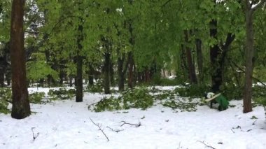 Şiddetli kar yağışı felakete ve şehir sokakları ve Kişinev, Moldova central Park'ta düşmüş ağaçta