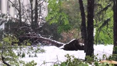 Şiddetli kar yağışı felakete ve şehir sokakları ve Kişinev, Moldova central Park'ta düşmüş ağaçta