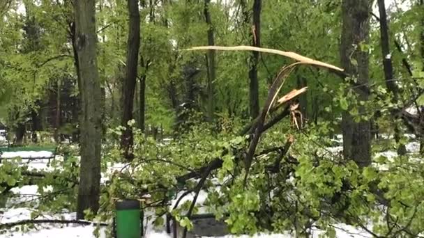 Ciężki Śnieg Katastrofy Powalonych Drzew Ulicach Miasta Central Parku Kiszyniowie — Wideo stockowe