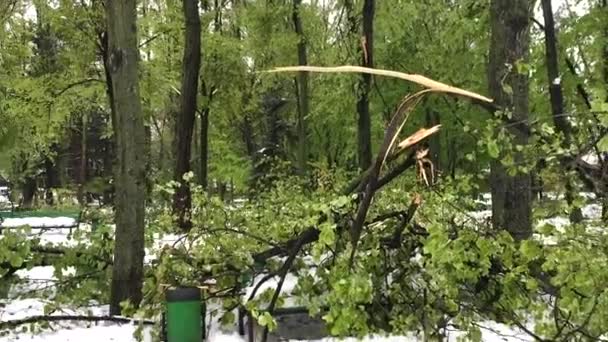 Gran Desastre Nieve Árboles Caídos Las Calles Ciudad Parque Central — Vídeos de Stock