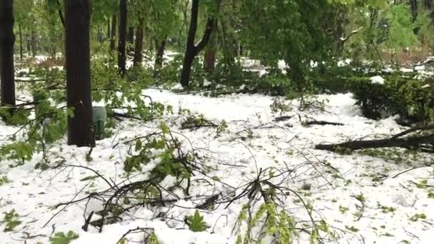 Gran Desastre Nieve Árboles Caídos Las Calles Ciudad Parque Central — Vídeos de Stock