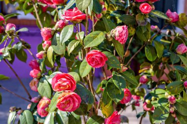 Gül çiçek yaprakları ve güzel bir gün ile görünümüne gün ışığı