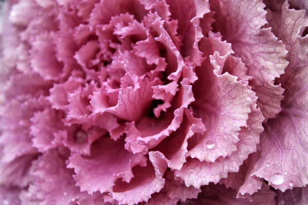 Rosa rosa flor con gotas de agua de cerca — Foto de Stock