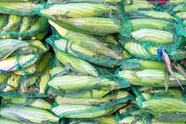 Daglicht uitzicht vanaf top aan verse groene maïs in netto zak geïsoleerd — Stockfoto