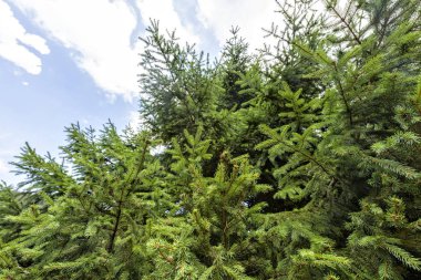 Gün ışığından yararlanma görünümünden alt yeşil çam ağacı