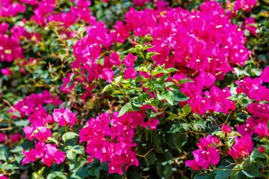 Renkli Bougainvillea çiçek üzerinde parlayan güneş görünümüne gün ışığı