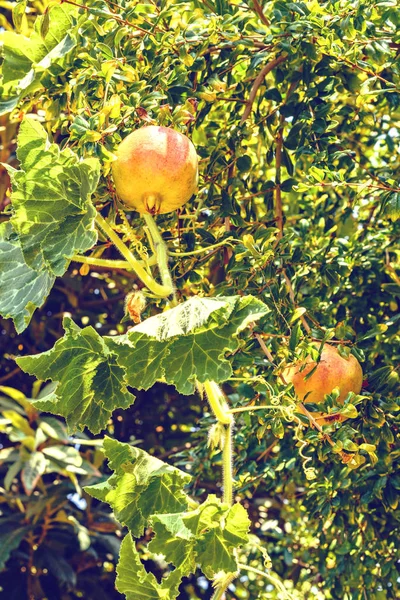 Dagsljus Visa att gröna granatäpple växer på träd — Stockfoto