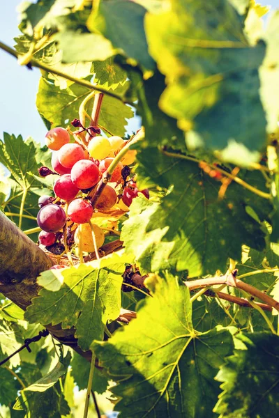 Vista de la luz del día a uvas frescas que crecen en ramas —  Fotos de Stock