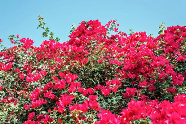 Vista de la luz del día al sol brillando en coloridas flores de buganvillas —  Fotos de Stock