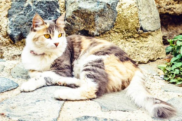 Вид на кота, сидящего на дороге, сделанный из камней — стоковое фото