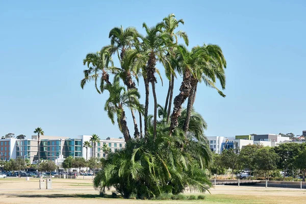 Пальмы Сан-Диего — стоковое фото