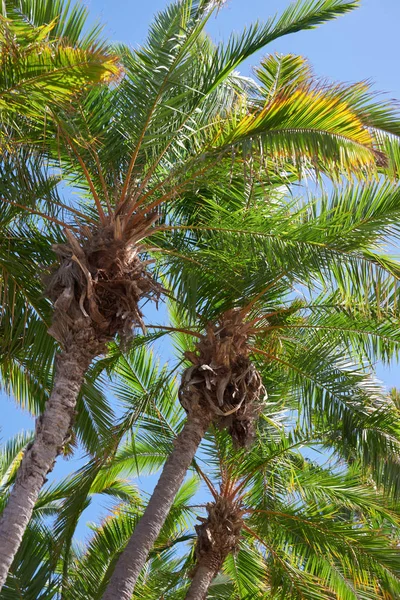 Palmiers en San Diego — Photo