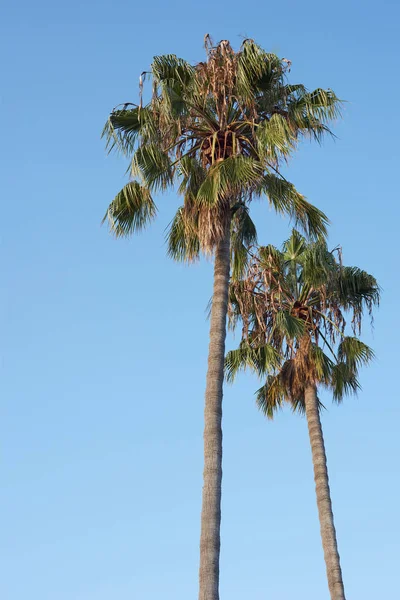 Пальмы Сан-Диего — стоковое фото