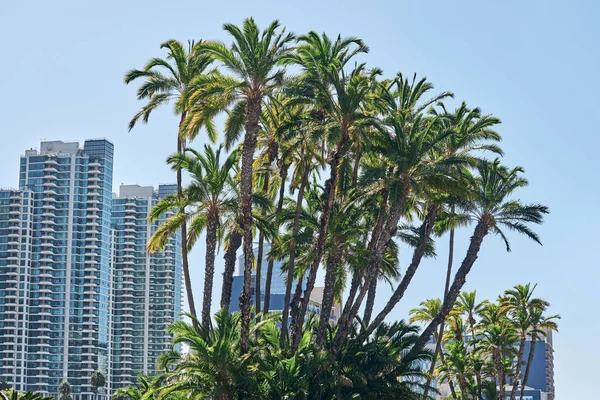 Palm trees growing in San Diego — Stock Photo, Image