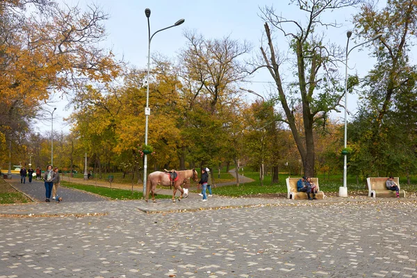 Schot van een paard geleid door een vrouw in Odessa — Stockfoto