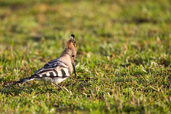 Aufnahme eines schönen Vogels in Lissabon portugal — Stockfoto