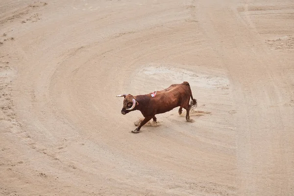 Застрелений у бику в Лісабоні. — стокове фото