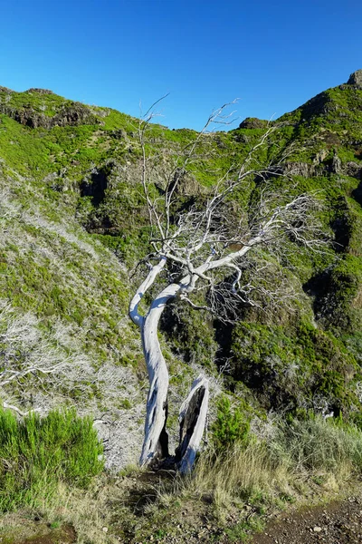 Trockener Baum und felsiges Tal von Madeira Portugal — Stockfoto