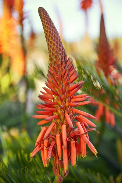 Madeira Portekiz 'de bir parça aloe çiçeği.