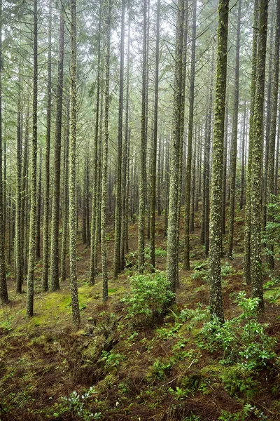 Zdjęcia lasu jodłowego na Maderze, Portugalia — Zdjęcie stockowe
