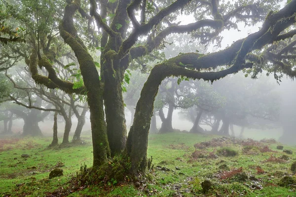 Skott av dimmig skog i Madeira, Portugal — Stockfoto