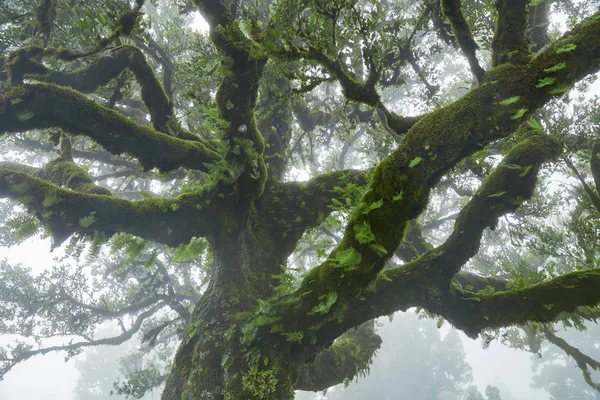 Bliskie ujęcie pokrytego mchem drzewa na Maderze, Portugalia — Zdjęcie stockowe