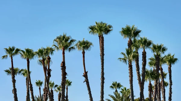 Ярко Зеленые Пальмы Изолированы Голубом Фоне Неба — стоковое фото