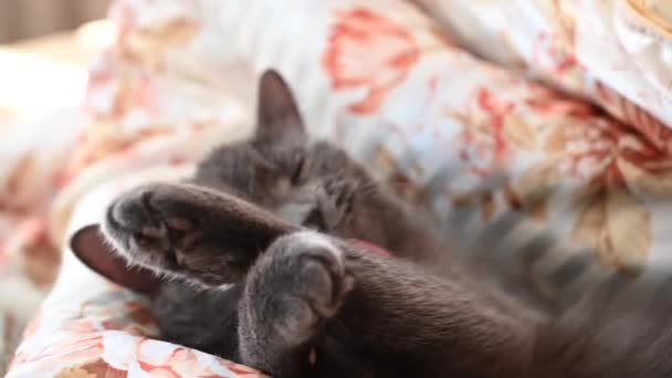 Schwarze Britische Faltkatze Schläft Bett — Stockvideo