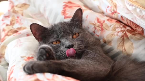Černá Britky Složit Kočka Spací Posteli — Stock video