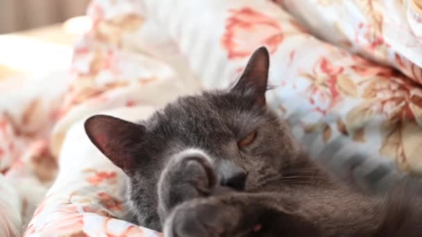 黒英国の折りたたみ猫ベッドで寝て — ストック動画
