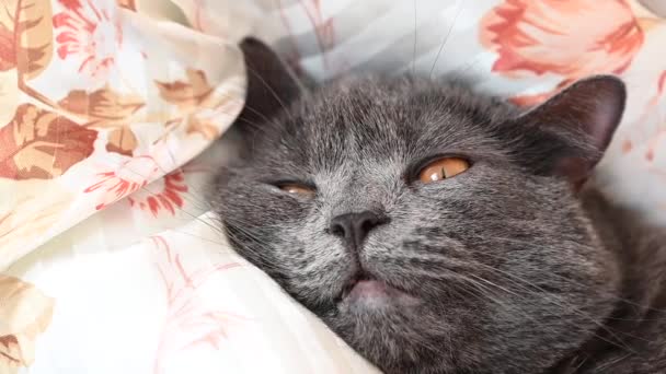 Černá Britky Složit Kočka Spací Posteli — Stock video