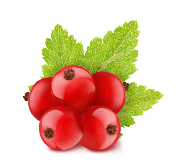 Red currant isolated on a white — Stock Photo, Image