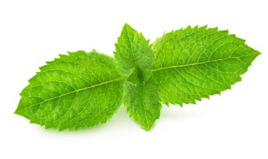 İzole taze çiğ nane yaprakları