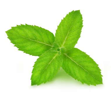 İzole taze çiğ nane yaprakları
