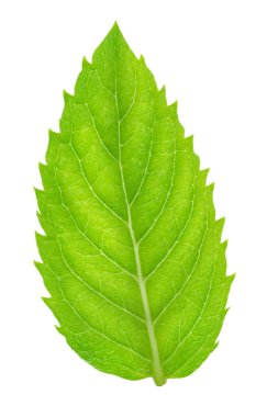 İzole taze çiğ nane yaprakları