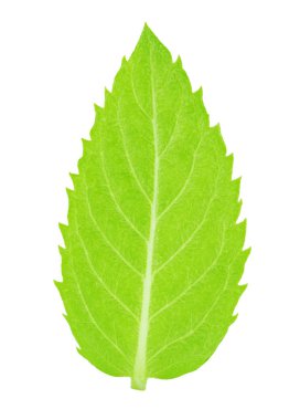 İzole taze çiğ nane yaprakları