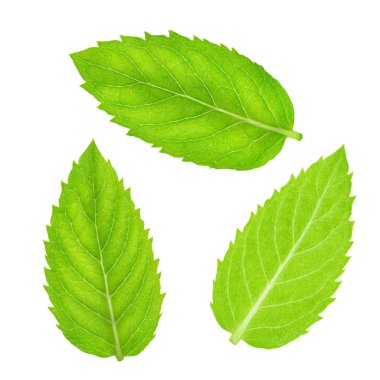 İzole taze çiğ nane yaprakları