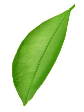 Narenciye yaprak beyaz izole