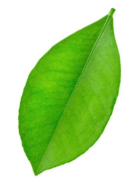 Narenciye yaprak beyaz izole