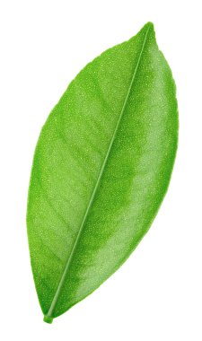 Narenciye yaprak beyaz izole