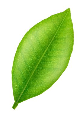 Narenciye yaprak beyaz izole