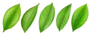 Narenciye yaprak beyaz izole