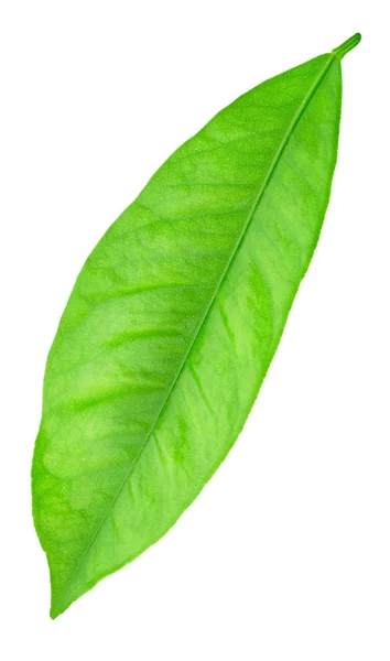 Citrus leaf isolerad på en vit — Stockfoto