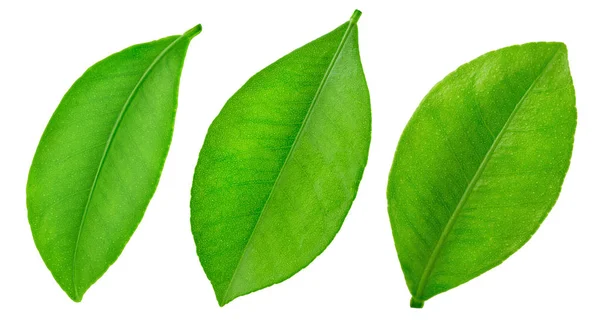 Citrus leaf isolerad på en vit — Stockfoto