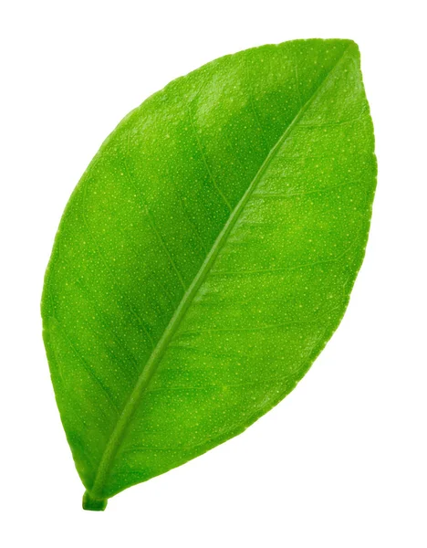 Narenciye yaprak beyaz izole