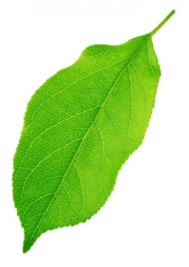 Elma ağacı yaprak beyaz izole