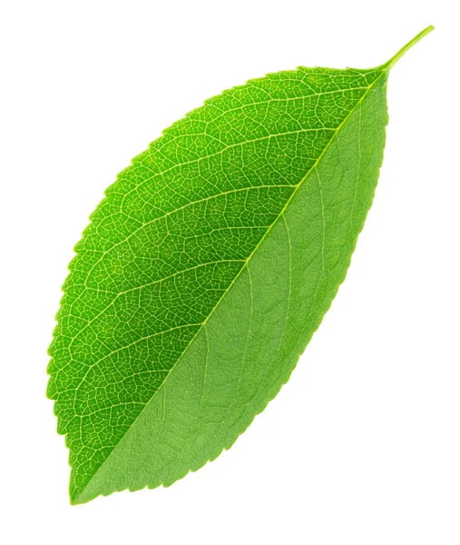 Cherry leaf isolated on a white Stock Picture
