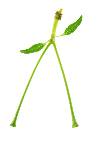 Cherry stem isolated on a white